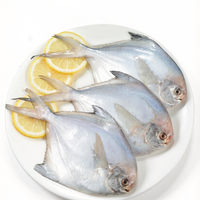 White Pomfret