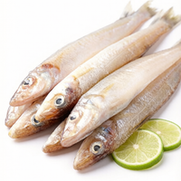 Sand Lance (Sardine)